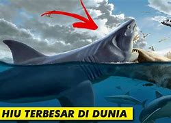 Ikan Hiu Terbesar Di Bumi